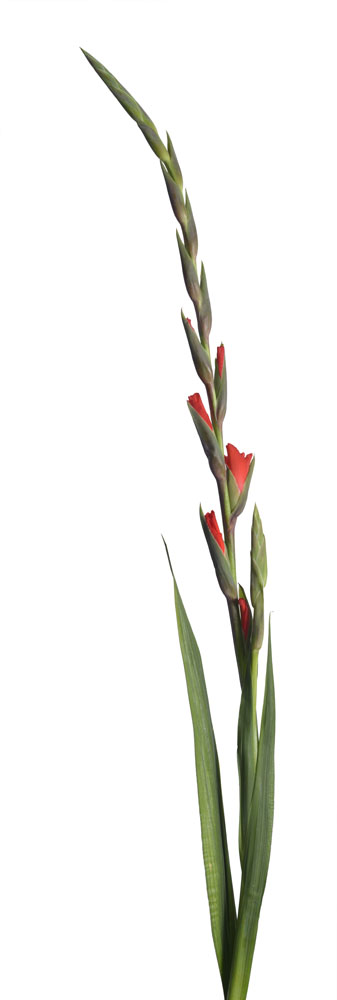 Preview gladiole 03.jpg